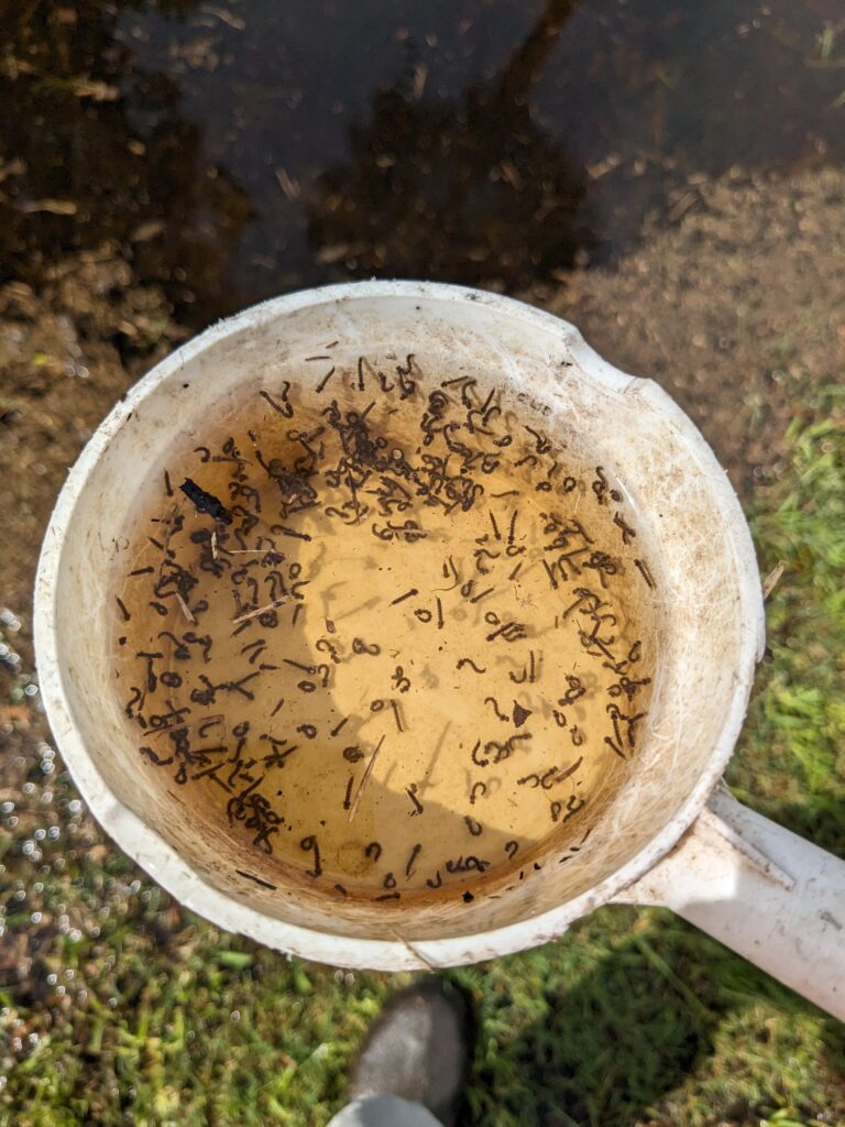 mosquito larvae in cup