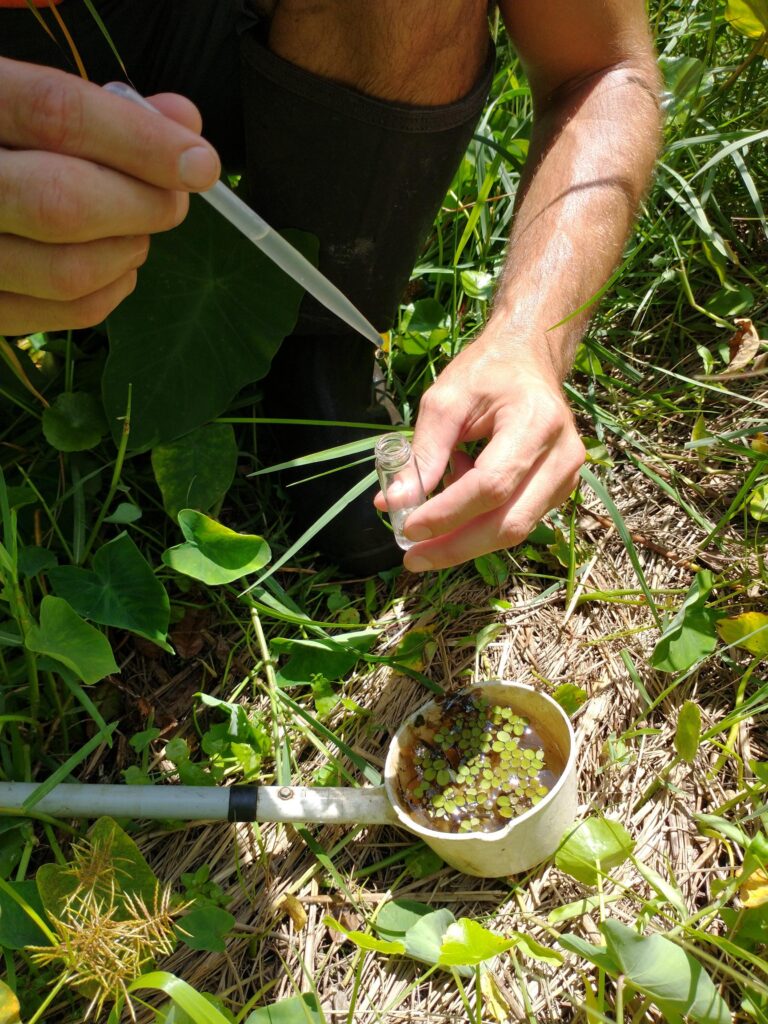 Employee sampling mosquito larvae