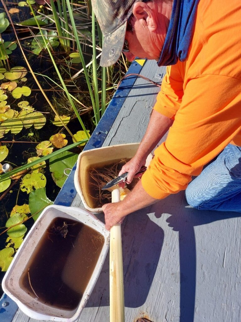 Employee checking plant roots for mosquito larvae