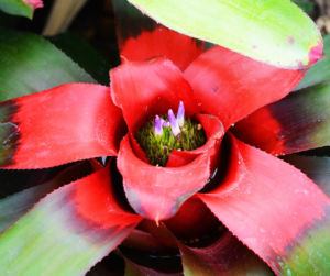 bromeliad plant with water in it