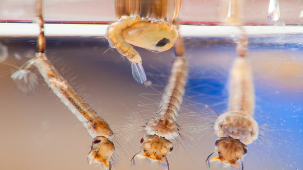 mosquito larvae and pupae