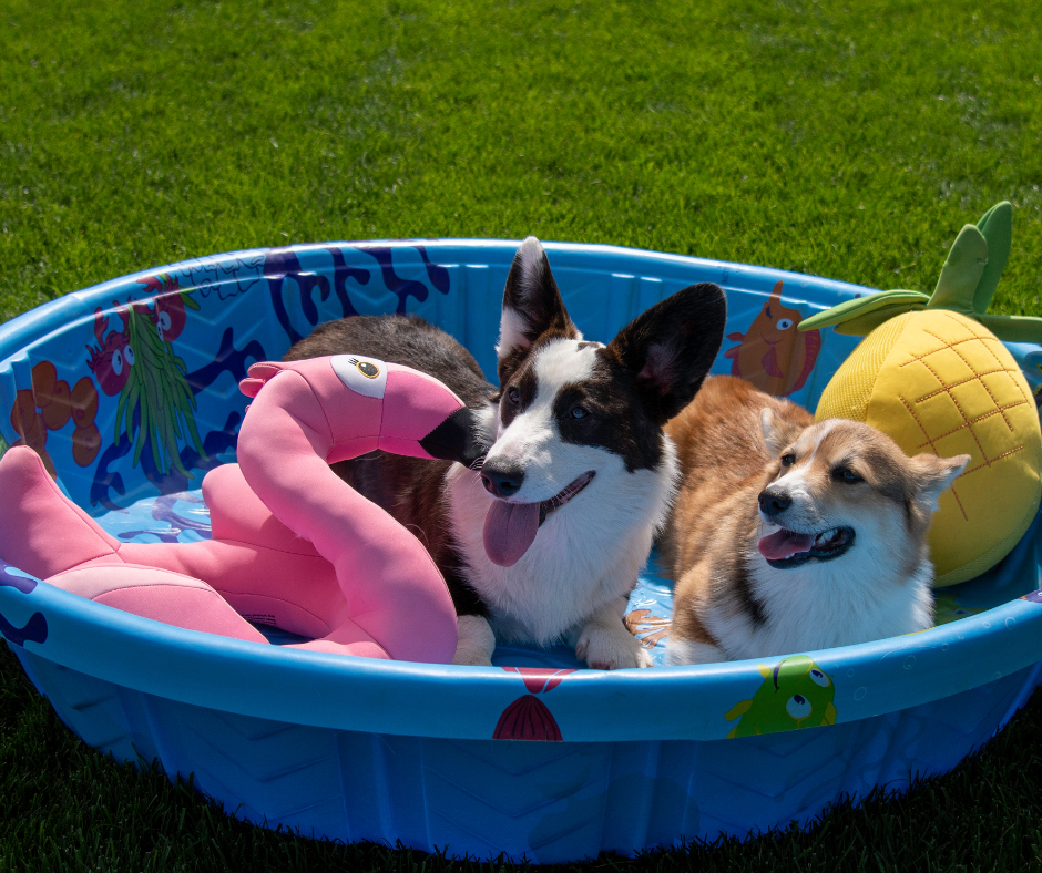 dogs in plastic pool