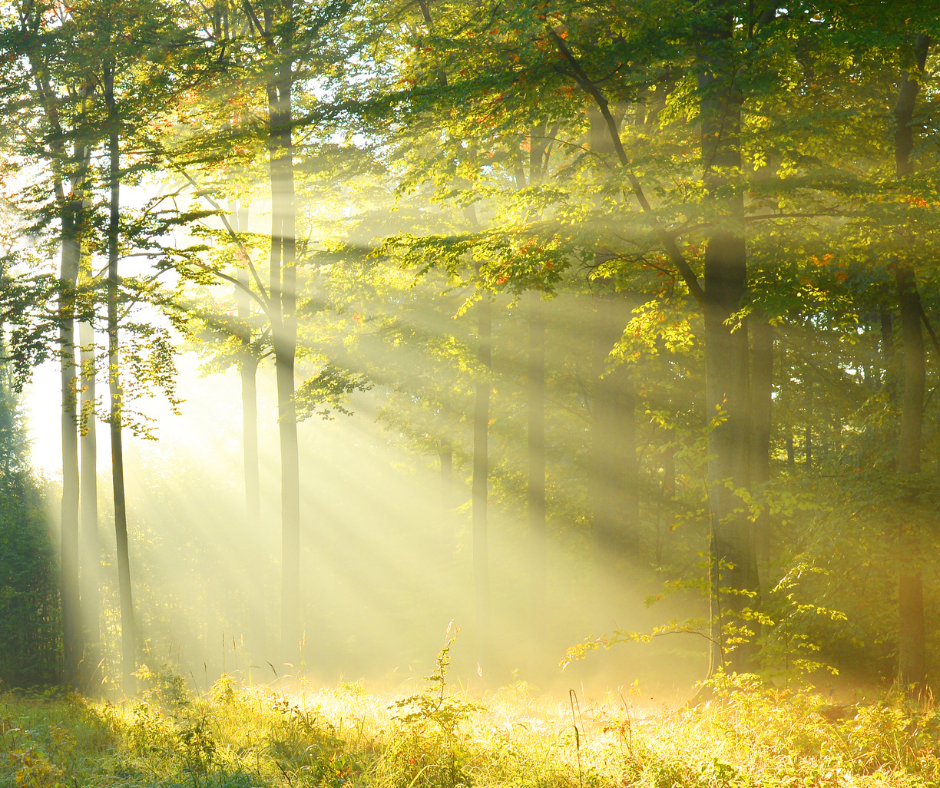 forest at dawn