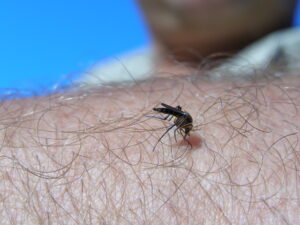 Mosquito feeding on persons arm