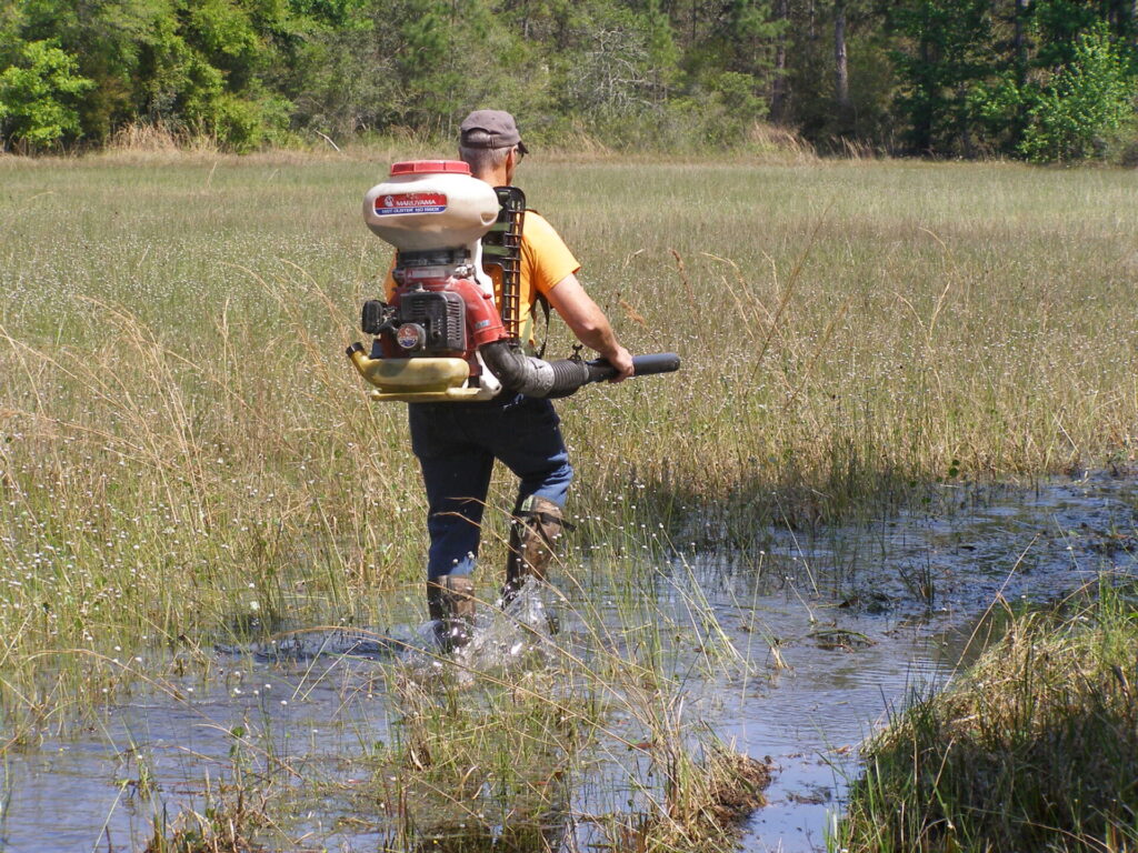 Employee treating larvae with backpack sprayer