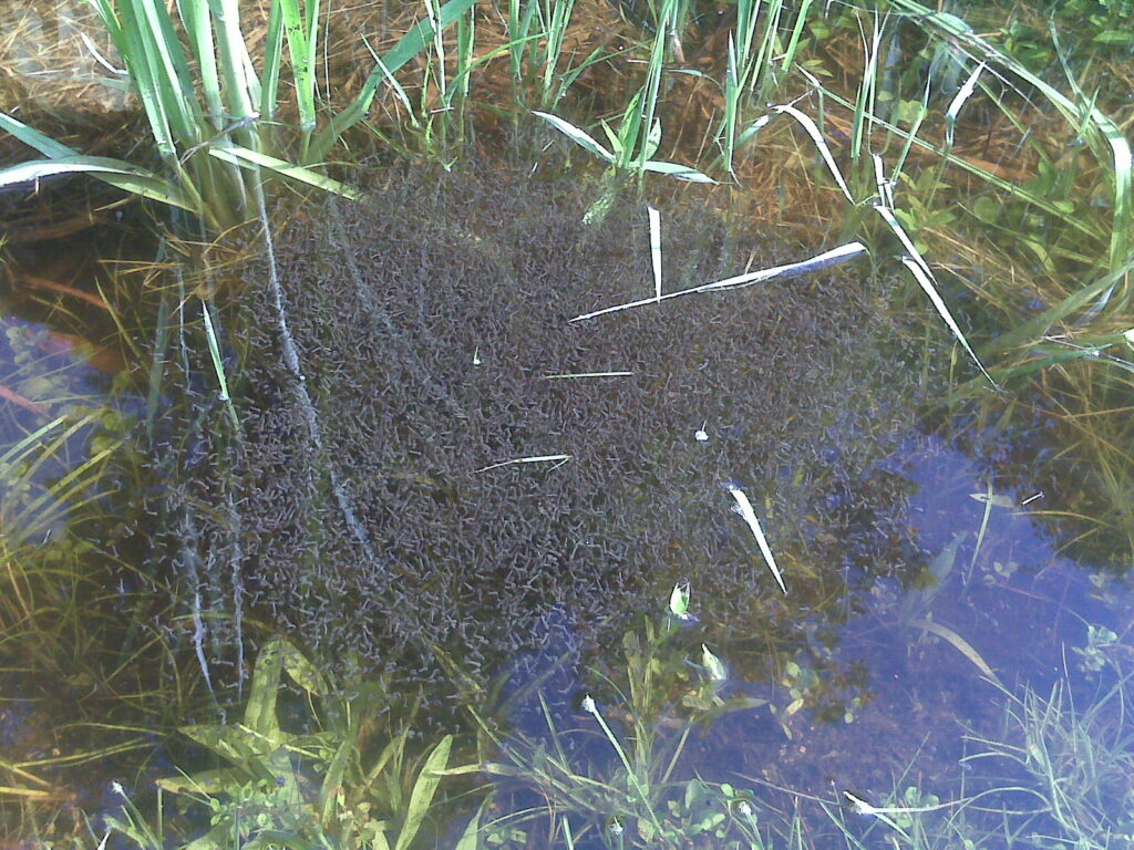 several larvae in the water